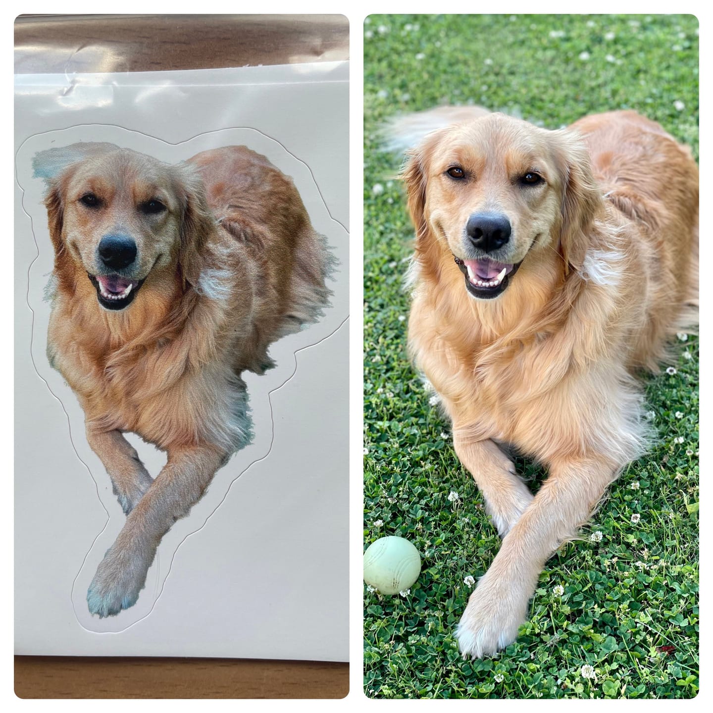Customer photo review of CUSTOM PHOTO STICKER, Personalized Stickers, Pet Sticker, Laptop Sticker, Tumbler Sticker, Memorial Sticker, Water Bottle Sticker