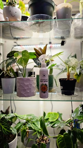 Customer photo review of Houseplant Pest Spray