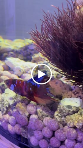 Customer video review of King Giant Plakat Male Betta Fish | You Pick Fish | High Grade