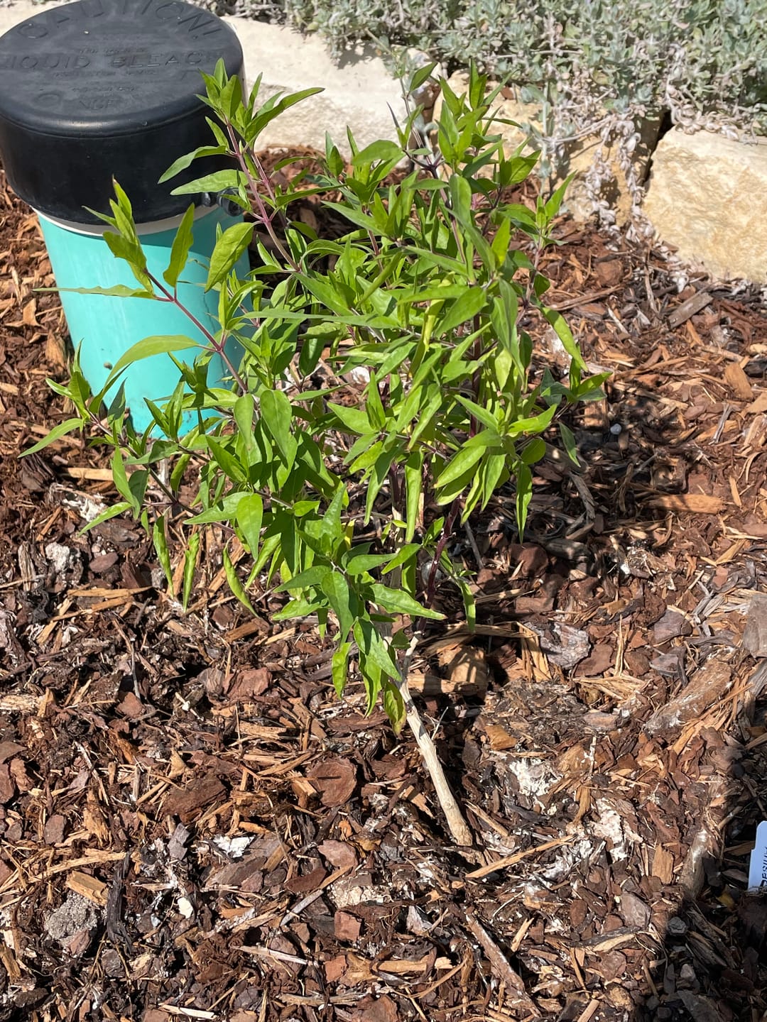 Customer photo review of Flame Acanthus