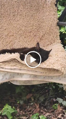 Customer video review of Extracto Melena de León - Gotas Ultra Concentrado