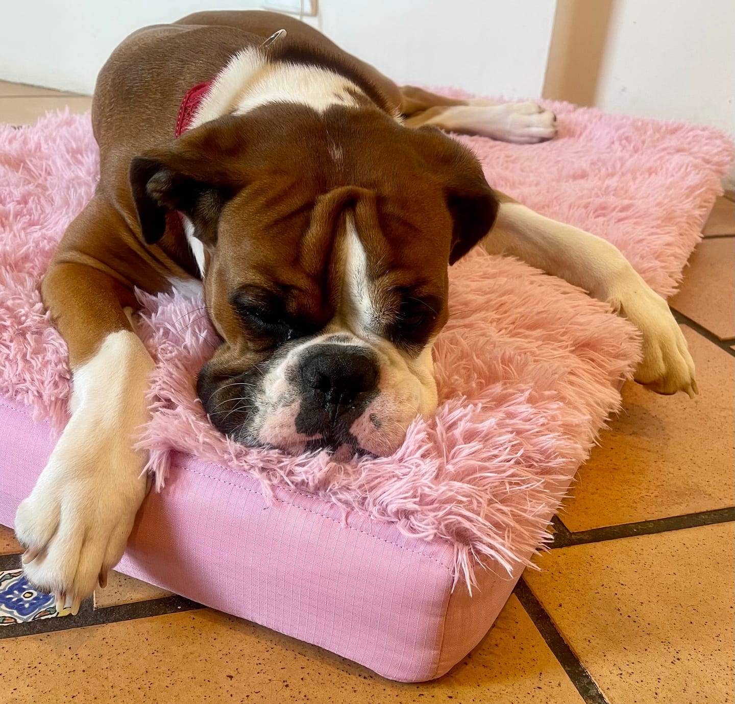 Customer photo review of Calming Cover for Kangaroo Crate Mat