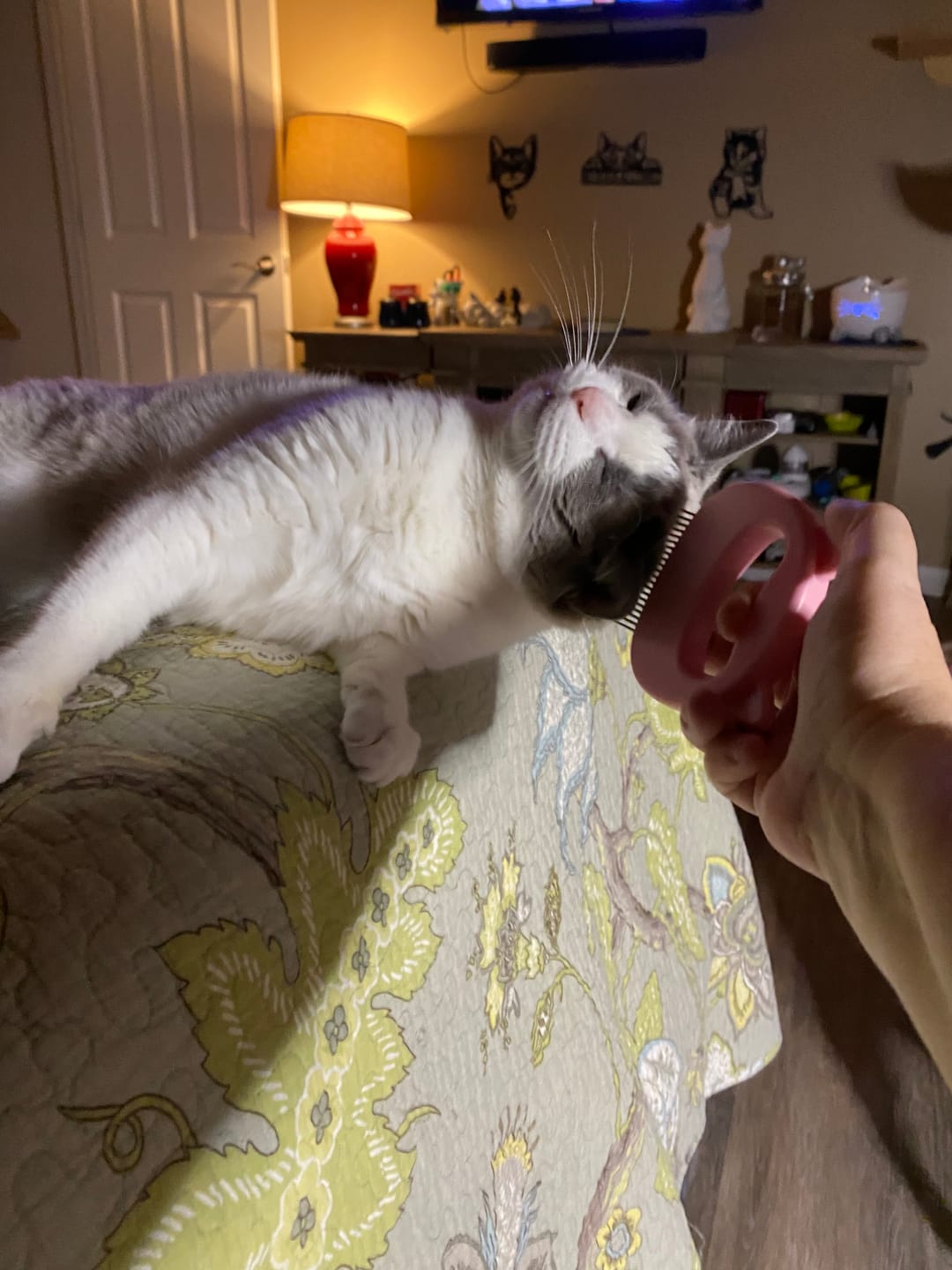 Customer photo review of Cat Hair Removal Massaging Shell Comb