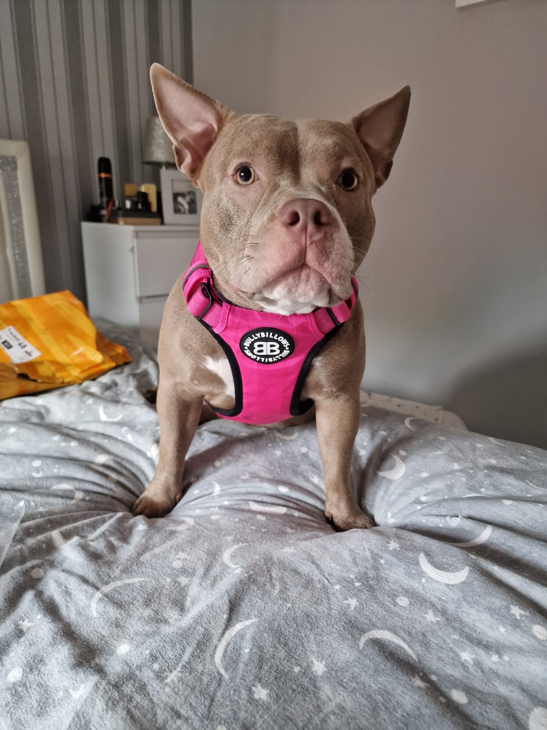Customer photo review of Premium Comfort Harness | Non Restrictive & Adjustable - Magenta