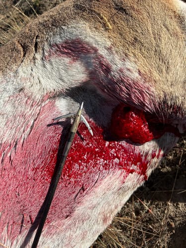 Customer photo review of Beast Broadheads (2-Pack + Practice Tip)