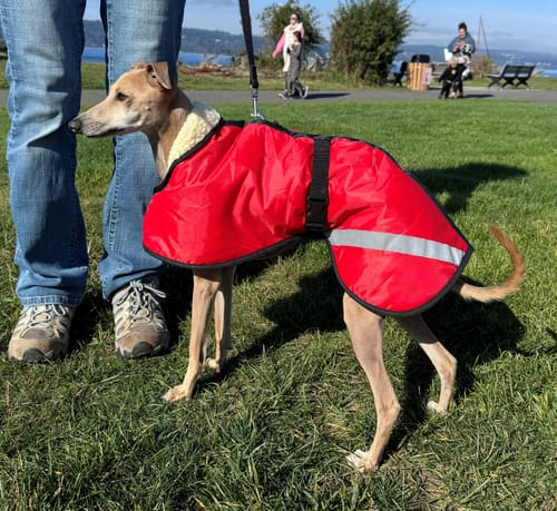 Customer photo review of Sherpa - Fleece Lined Sighthound Coat - Harness Hole - No Velcro