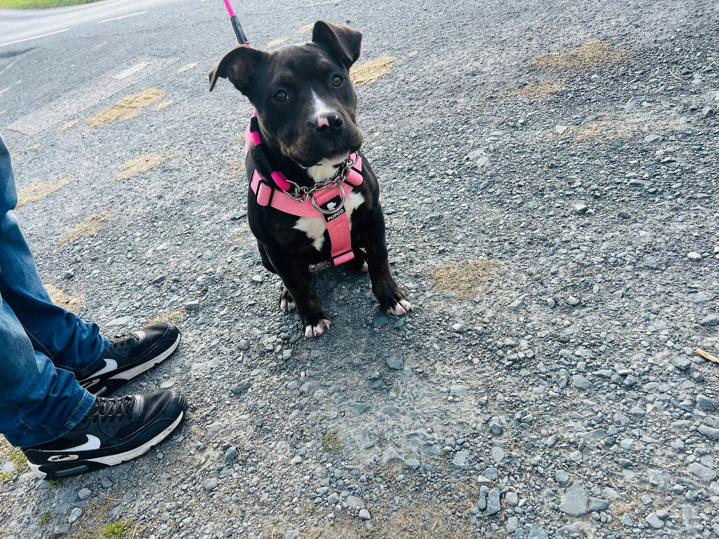 Customer photo review of Ultra Harness - Anti pull - Pink