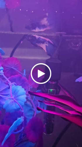 Customer video review of Blue Marble Dot Halfmoon Male Betta Fish | Order Directly From Farm | You Pick Fish