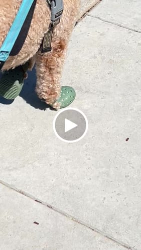 Customer video review of WagWellies® Mojave