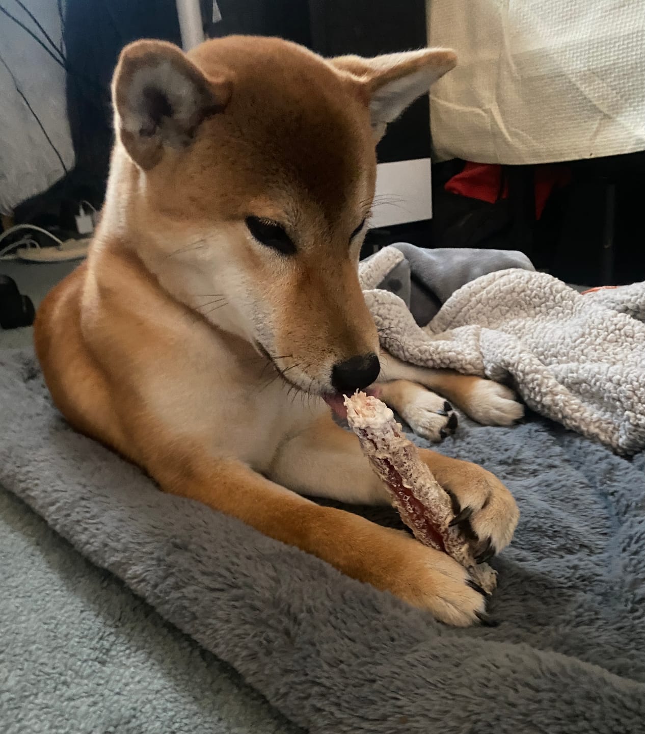 Customer photo review of 12 Inch Mega Monster Bully Stick (LIMITED)