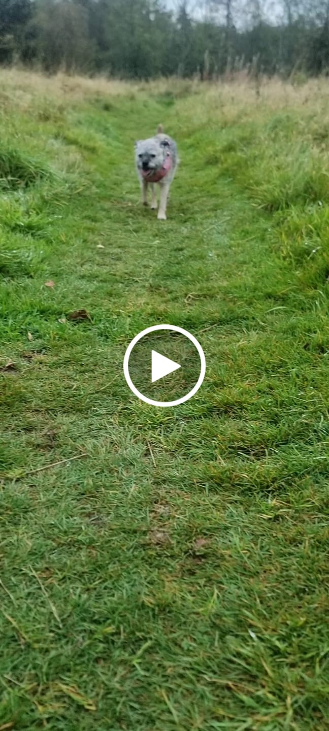 Customer video review of Adjustable Dog Harness - Lightning Zoomies