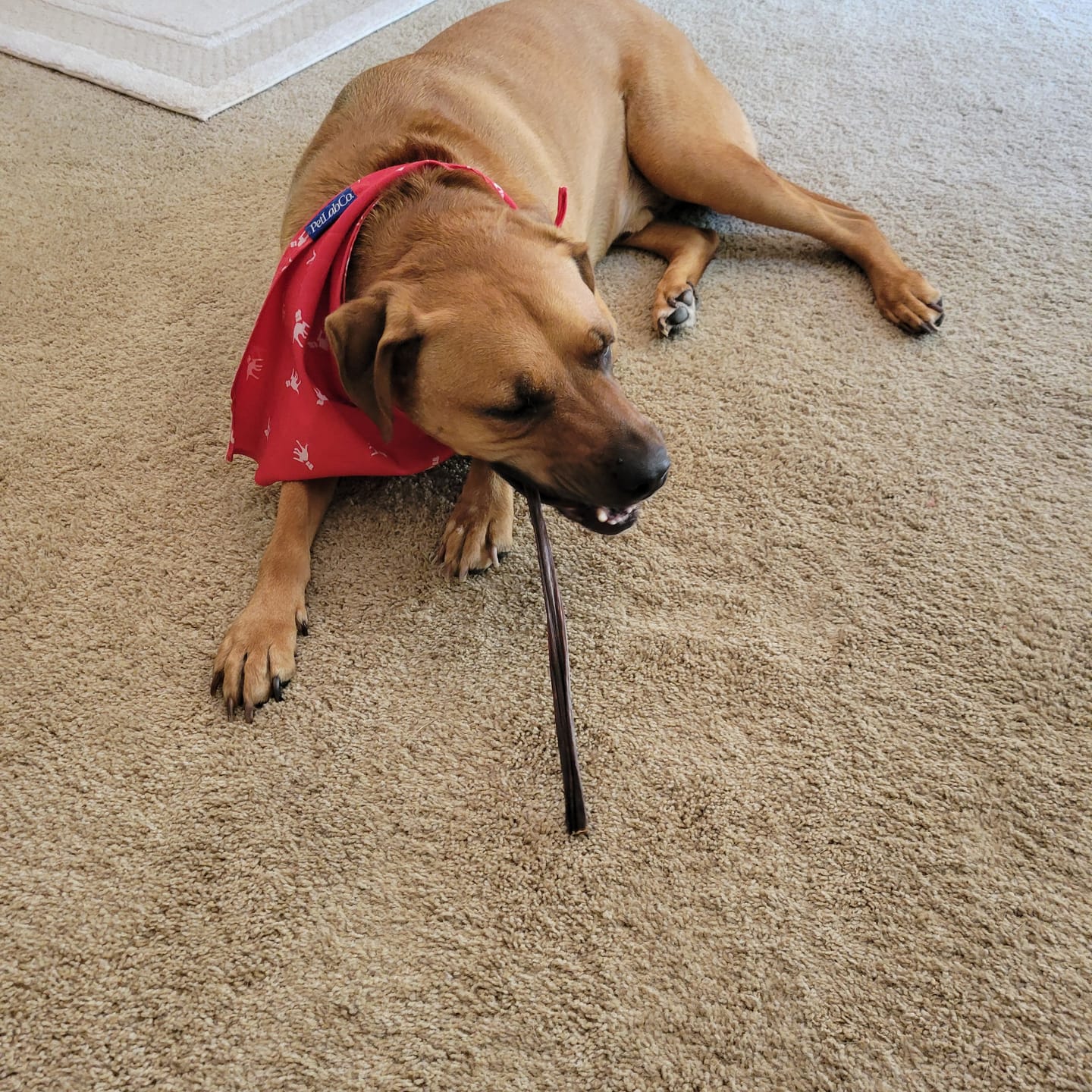 Customer photo review of 12 Inch Beef Jerky Stick