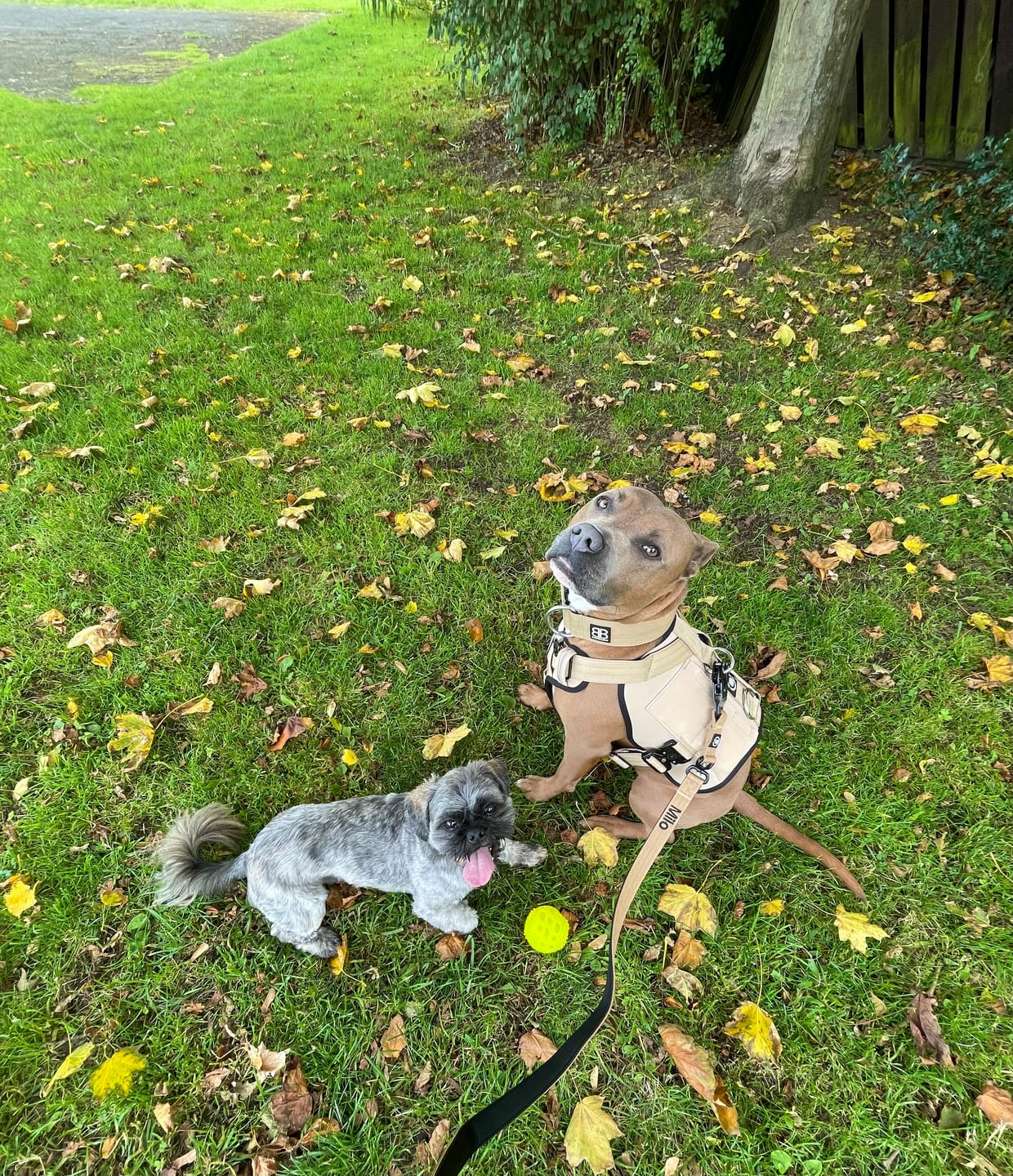 Customer photo review of 1.4m Swivel Combat Lead | Neoprene Lined, Secure Rated Clip with Soft Handle - Military Tan