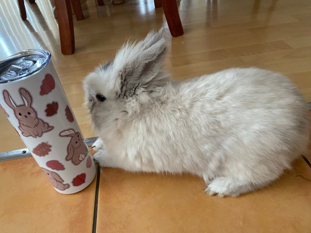 Customer photo review of Tumbler - Bunnies