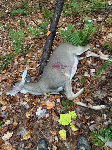 Customer photo review of Beast Broadheads (2-Pack + Practice Tip)