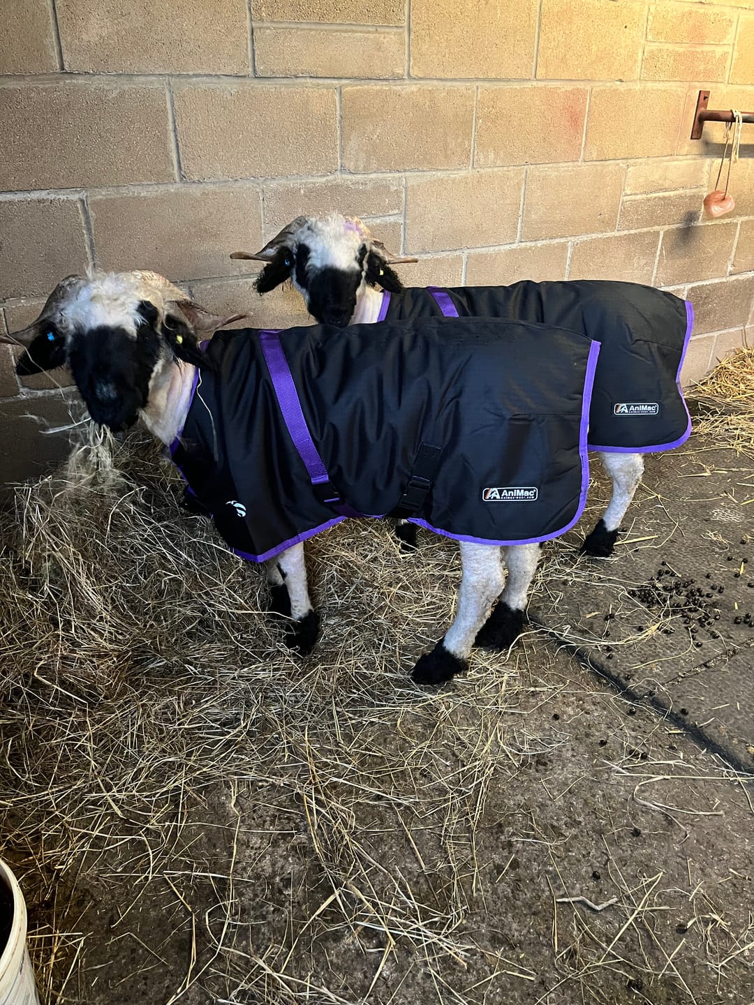 Customer photo review of Sheep Coat | Waterproof