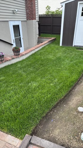 Customer photo review of GCI Turf Cool Blue Grass Seed