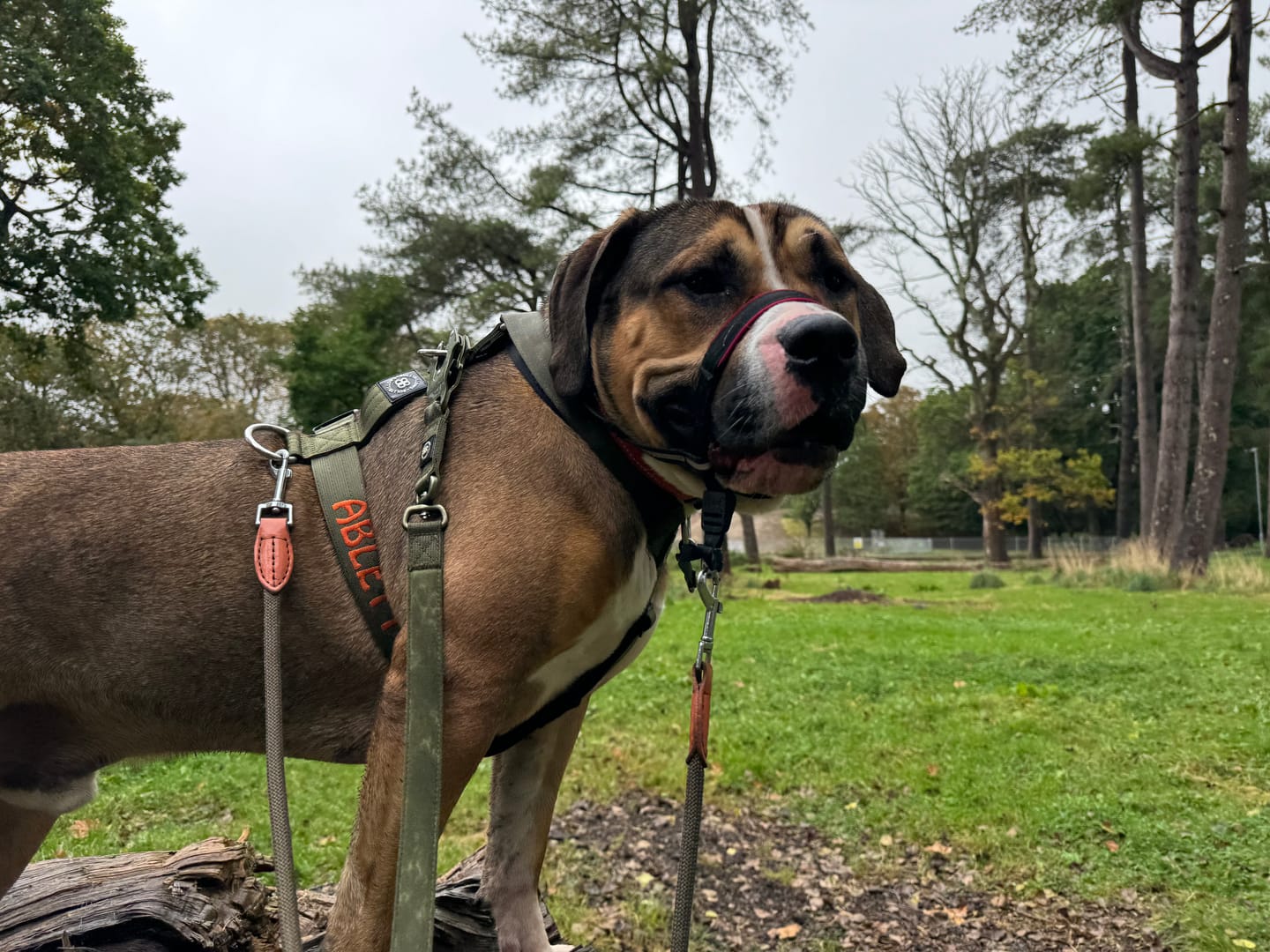 Customer photo review of 1.4m LIGHTER Swivel Combat Lead | Neoprene Lined, Secure Rated Clip with Soft Handle - Khaki x Khaki