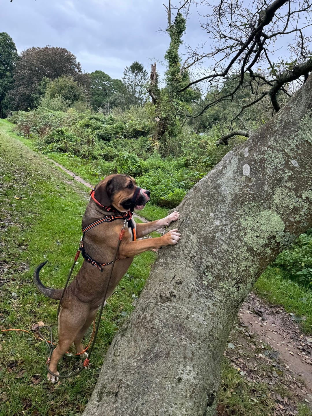 Customer photo review of Training No Pull TRI-Harness® | M-XL Breeds - Khaki