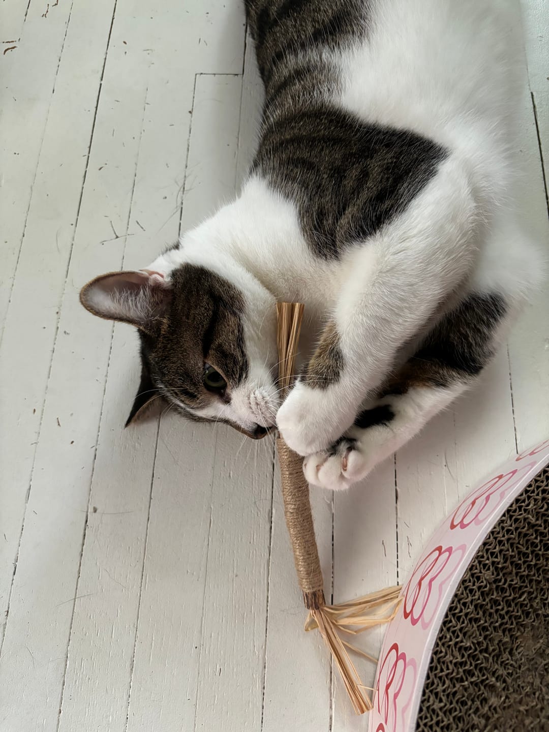 Customer photo review of RYERCAT Silvervine Cat Dental Sticks