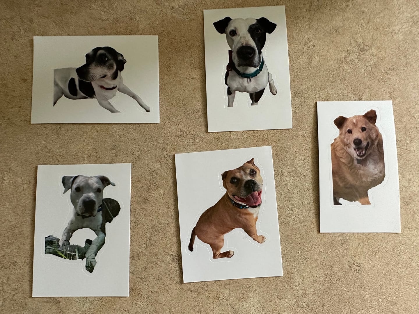 Customer photo review of CUSTOM PHOTO STICKER, Personalized Stickers, Pet Sticker, Laptop Sticker, Tumbler Sticker, Memorial Sticker, Water Bottle Sticker