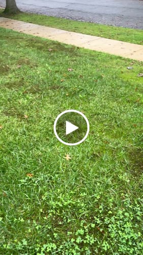Customer video review of GCI Turf Type Tall fescue Grass Seed