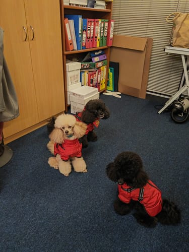 Customer photo review of Verano - Lightweight Waterproof Dog Coat with Built in Harness