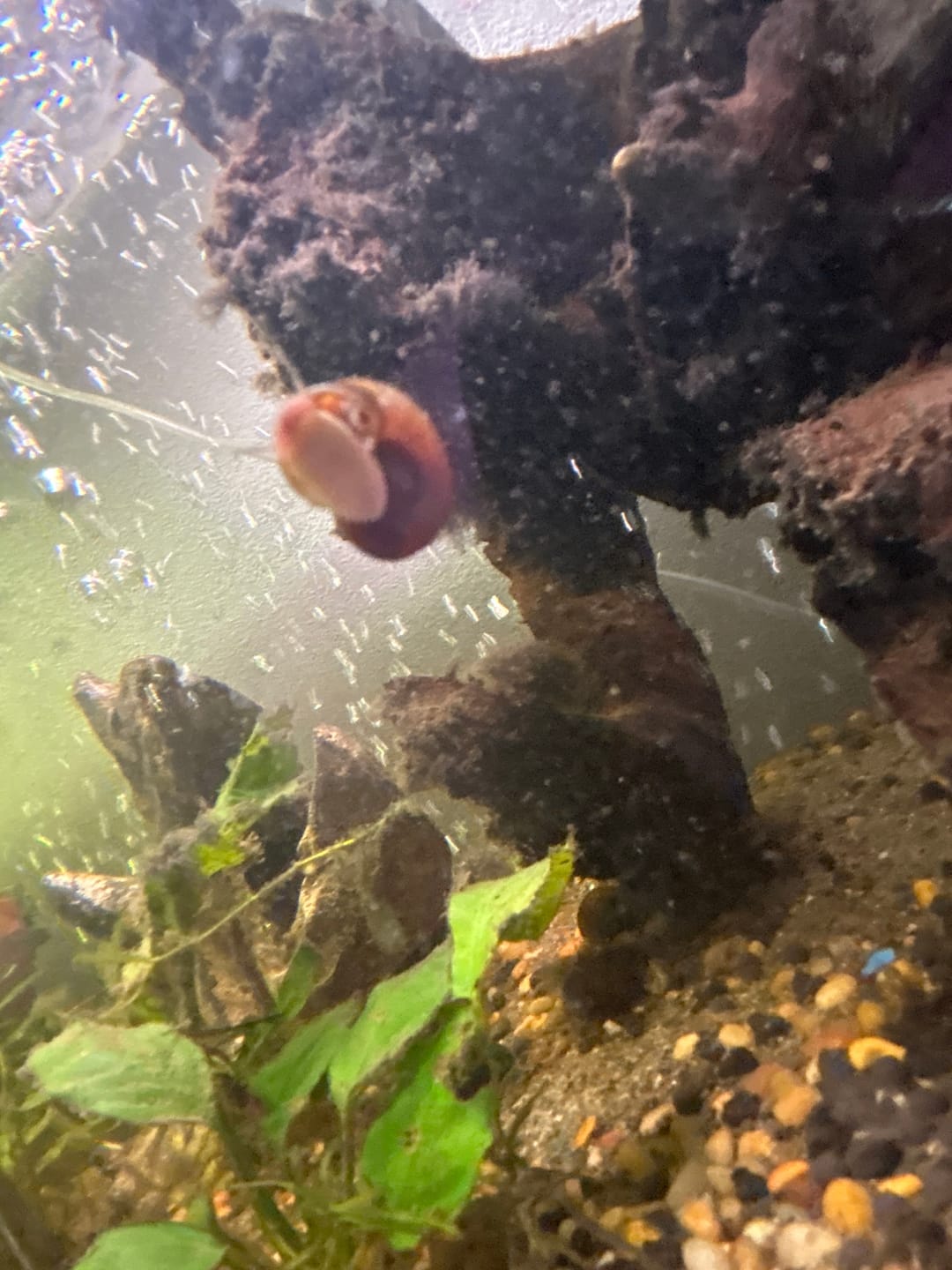 Customer photo review of RAMSHORN SNAILS (ASSORTED BLUE, PINK,GREY,GOLD)