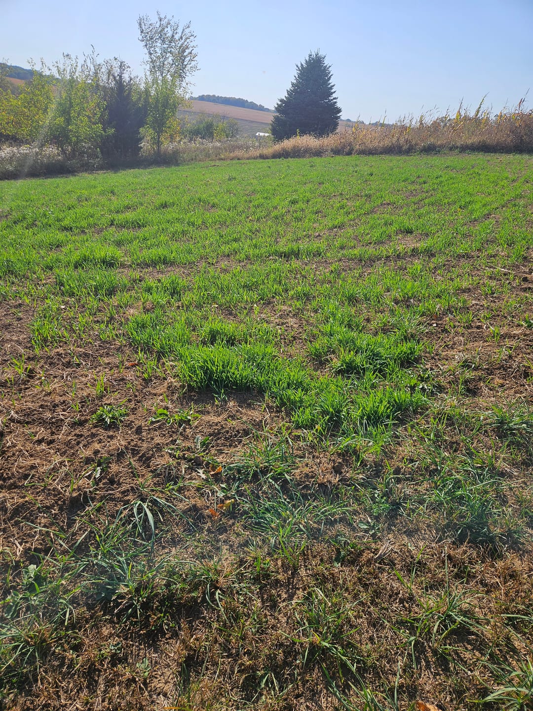 Customer photo review of Forage Oats
