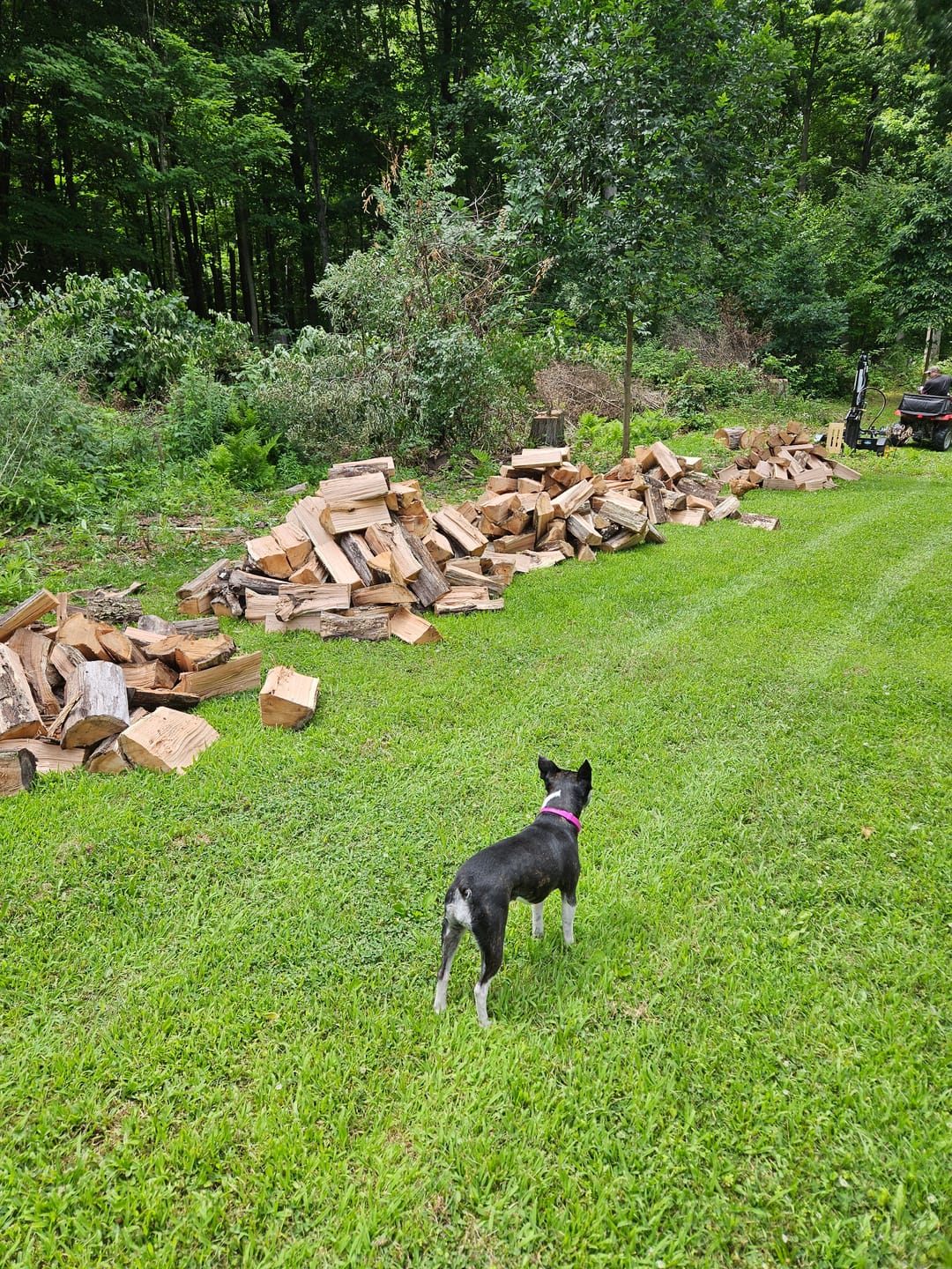 Customer photo review of FurLife™ - Flea & Tick Defense Chews