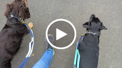 Customer video review of Biothane Traffic Handle Dog Leash