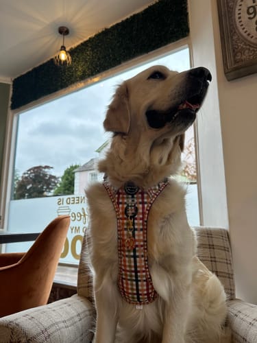 Customer photo review of Tough Trails™ Harness - Plaid Pup