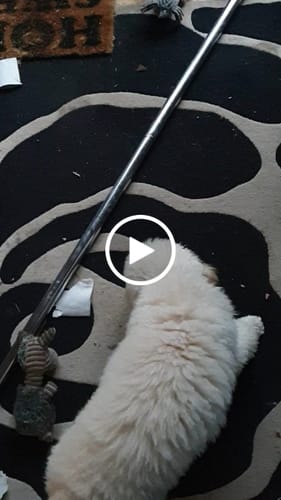 Customer video review of Companion - Træningspølse m. Lam