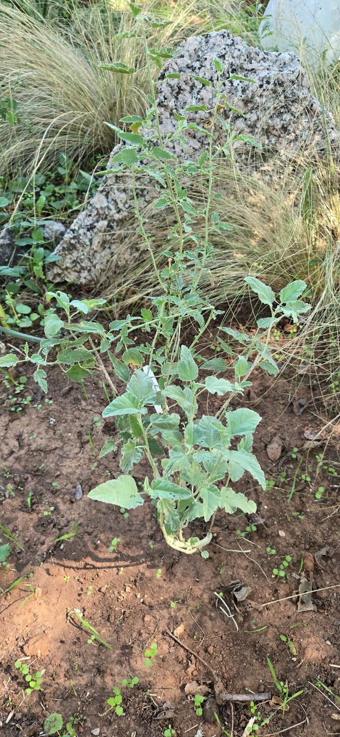 Customer photo review of Desert Mallow