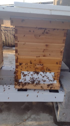 Customer photo review of MayBee Hives Unassembled 10 Frame Beehive Box Deep Brood Box Dipped in 100% Beeswax Includes Pine Wood Frame , Beeswaxed Foundations（NO LOGO）