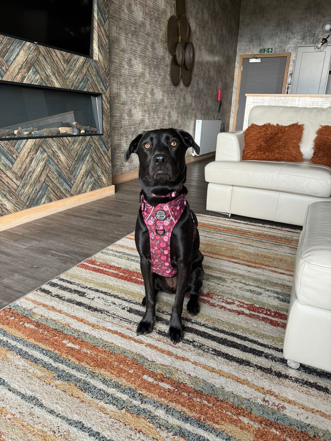 Customer photo review of Collar - Mable's Meadow