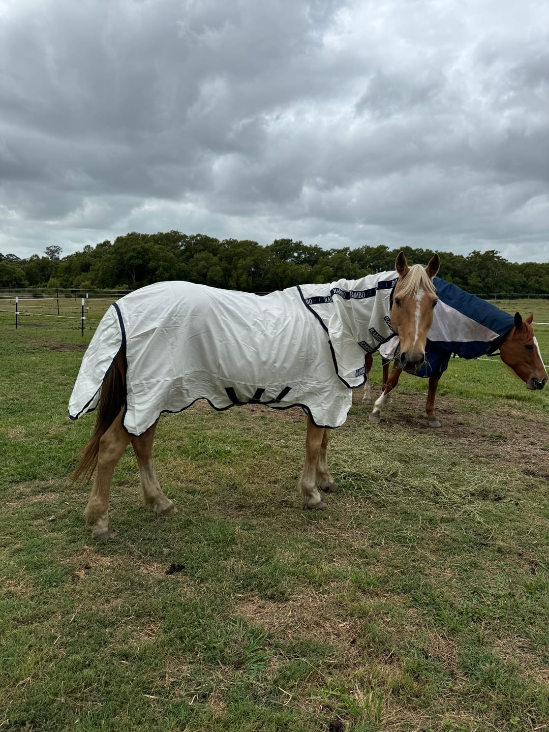 Customer photo review of Rambo Natura Summer Sheet