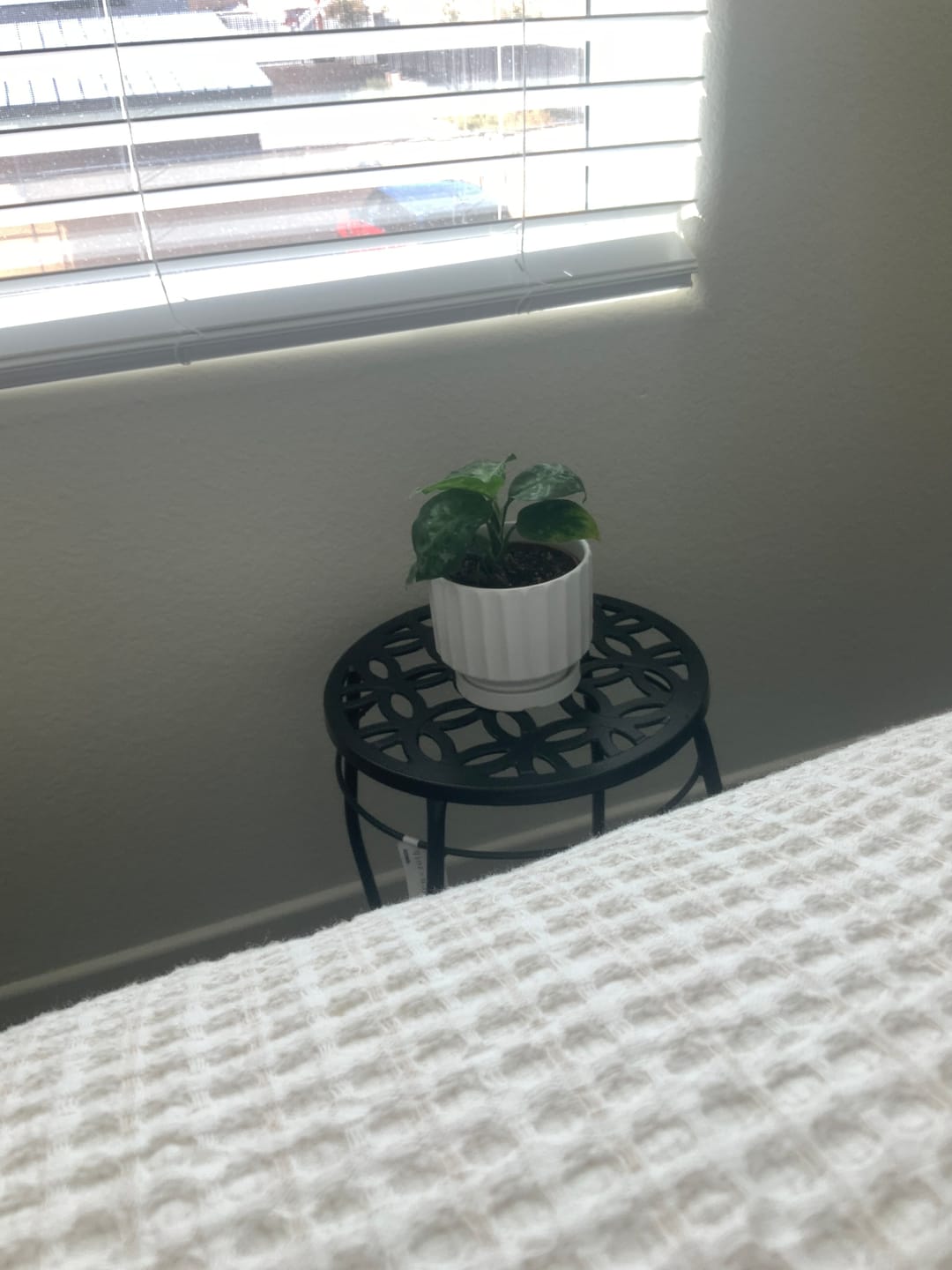 Customer photo review of Aglaonema pictum tricolor
