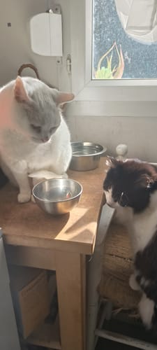 Avis photo d'un client sur Croquettes Chat Stérilisé Sans Céréales - Saumon