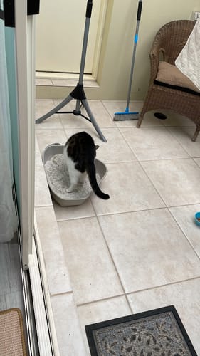 Customer photo review of 3 Month Supply - 1 Cat