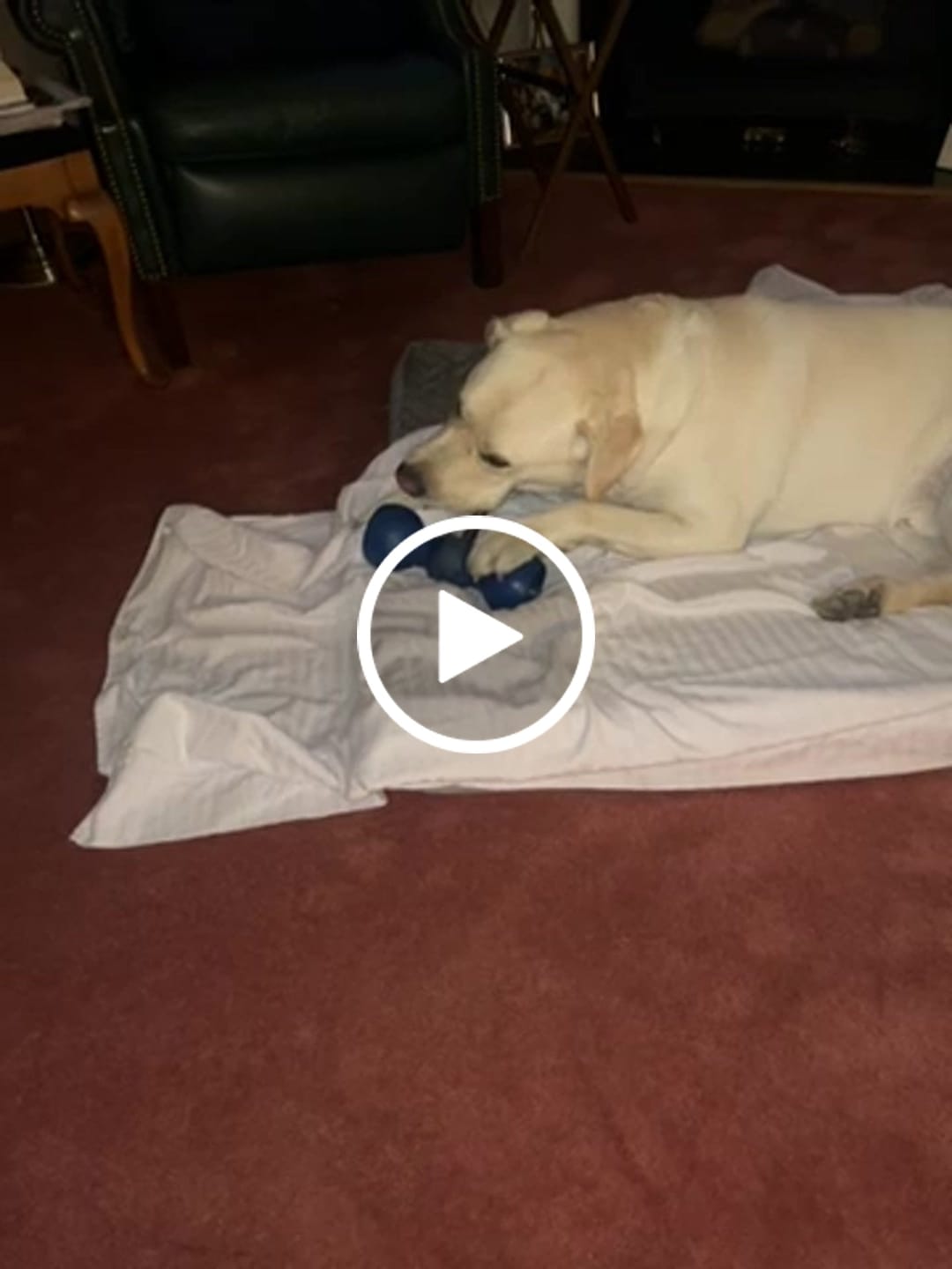 Customer video review of 10"-12" American Jumbo Smoked Bully Sticks