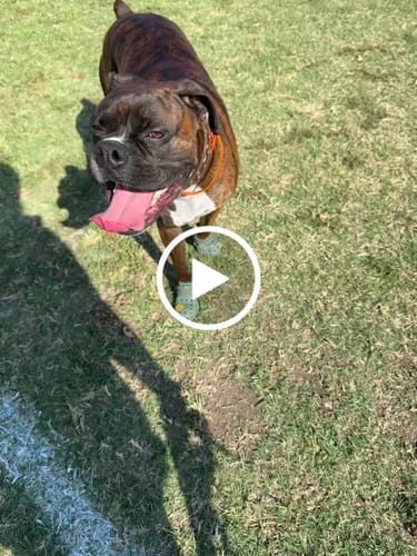 Customer video review of WagWellies® Mojave