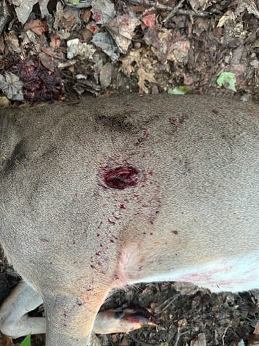 Customer photo review of Beast Broadheads (2-Pack + Practice Tip)