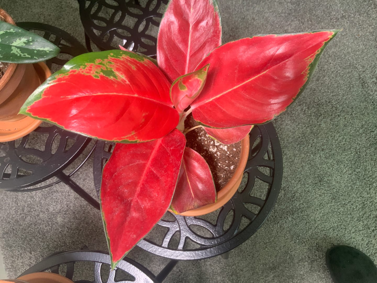 Customer photo review of Aglaonema 'Maria'