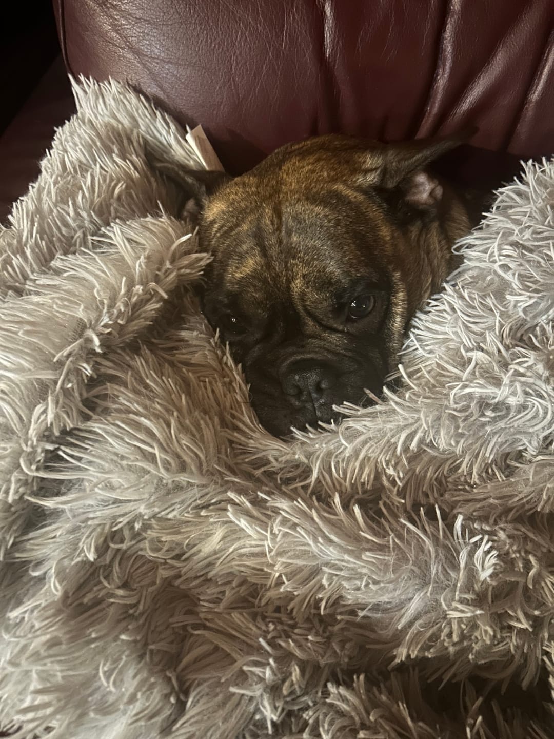 Customer photo review of Matching Calming Blanket
