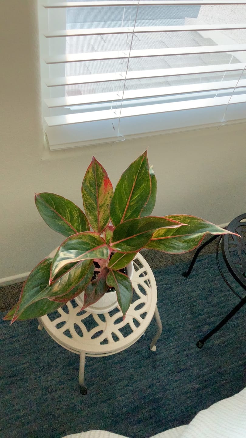 Customer photo review of Aglaonema 'Jasper Jones'