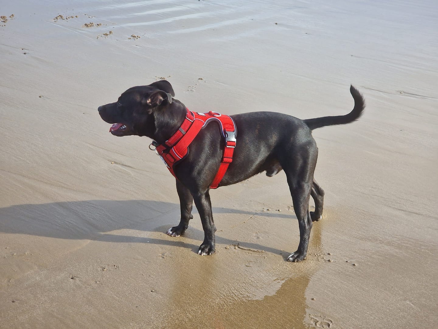 Customer photo review of Premium Comfort Harness | Non Restrictive & Adjustable - Red