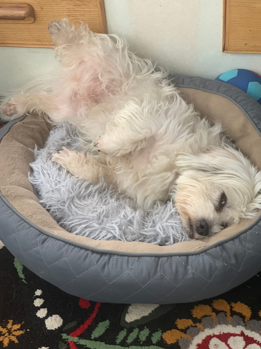 Customer photo review of Dog Skin Rescue Bundle