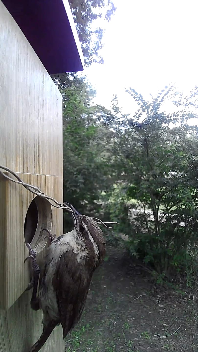 Customer photo review of Birdfy Nest - Smart Bird House with Dual Cameras