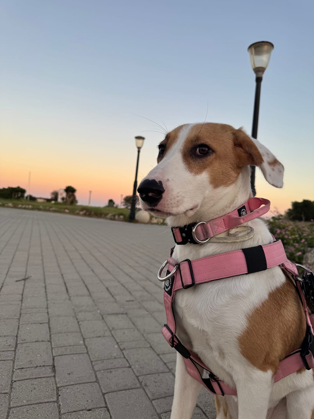 Customer photo review of 2.5cm Combat® Collar | With Handle & Rated Clip - Pink v2.0